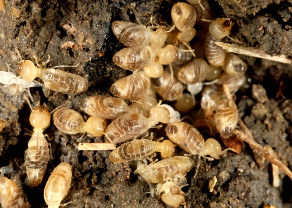Termite Facts & FAQs Termite Removal York PA